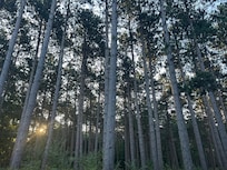 Beautiful pines all throughout.