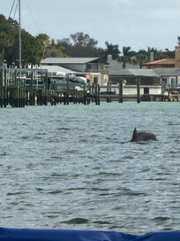 Dolphins we watched play while we sat on the beach
