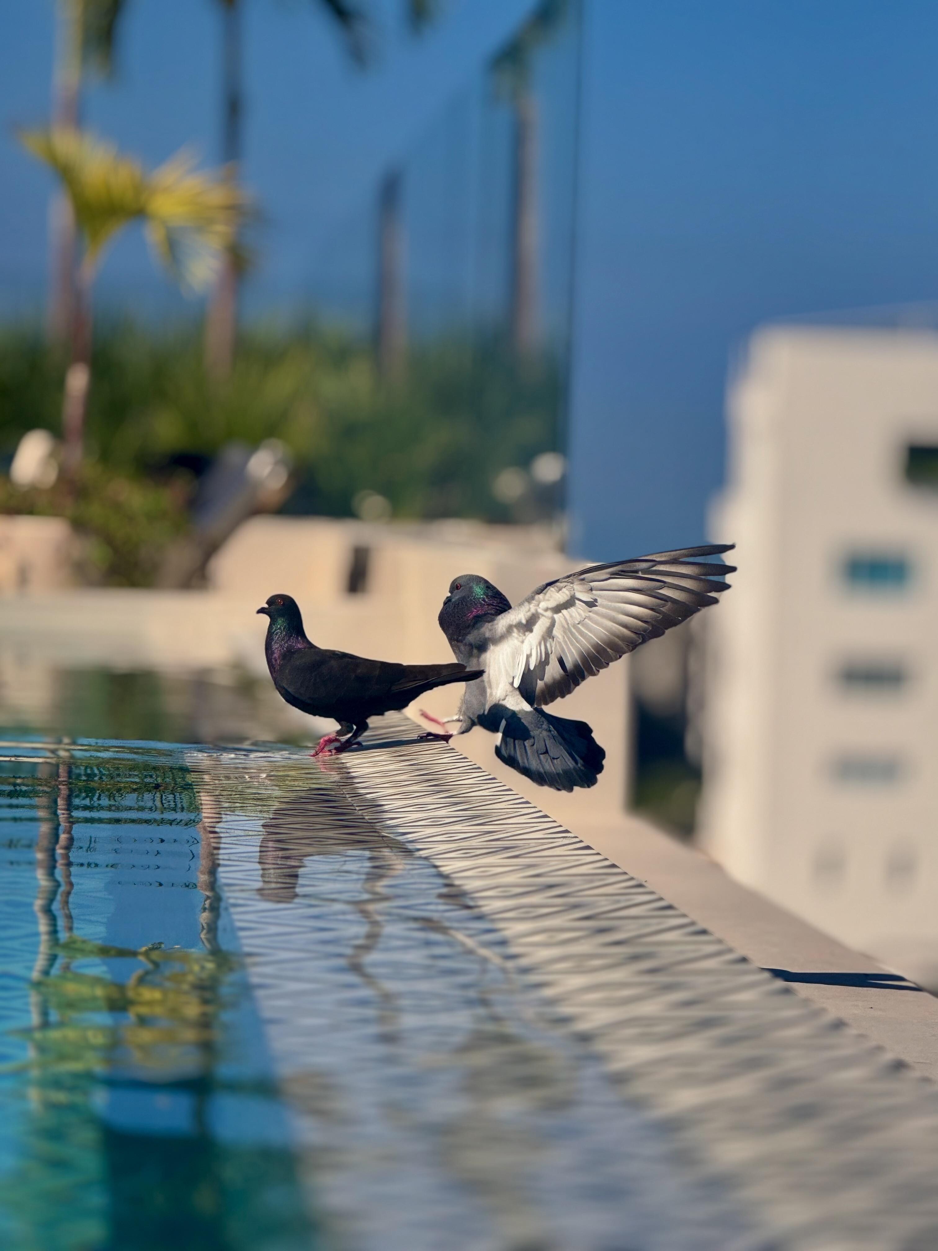 Pigeon friends at the rooftop pool