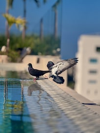Pigeon friends at the rooftop pool