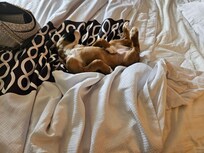 Pet friendly was a great surprise. As u can see our girl loved her stay!