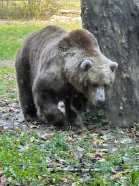 Toronto zoo