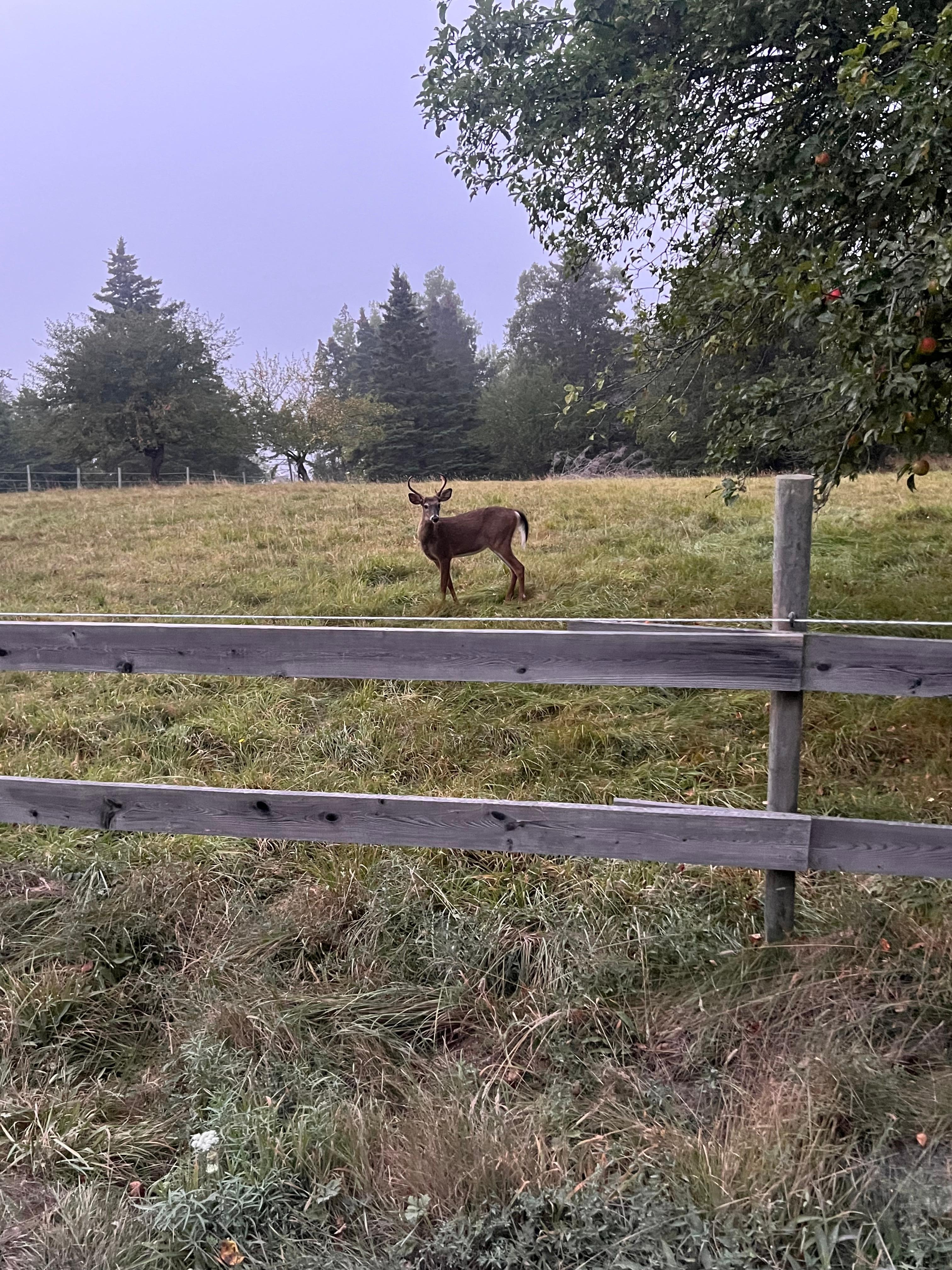 Lots of deer in the area. 