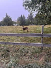 Lots of deer in the area.
