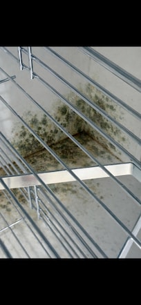 Mold in the kitchen cabinet discovered in April after Doctor told us to leave immediately.