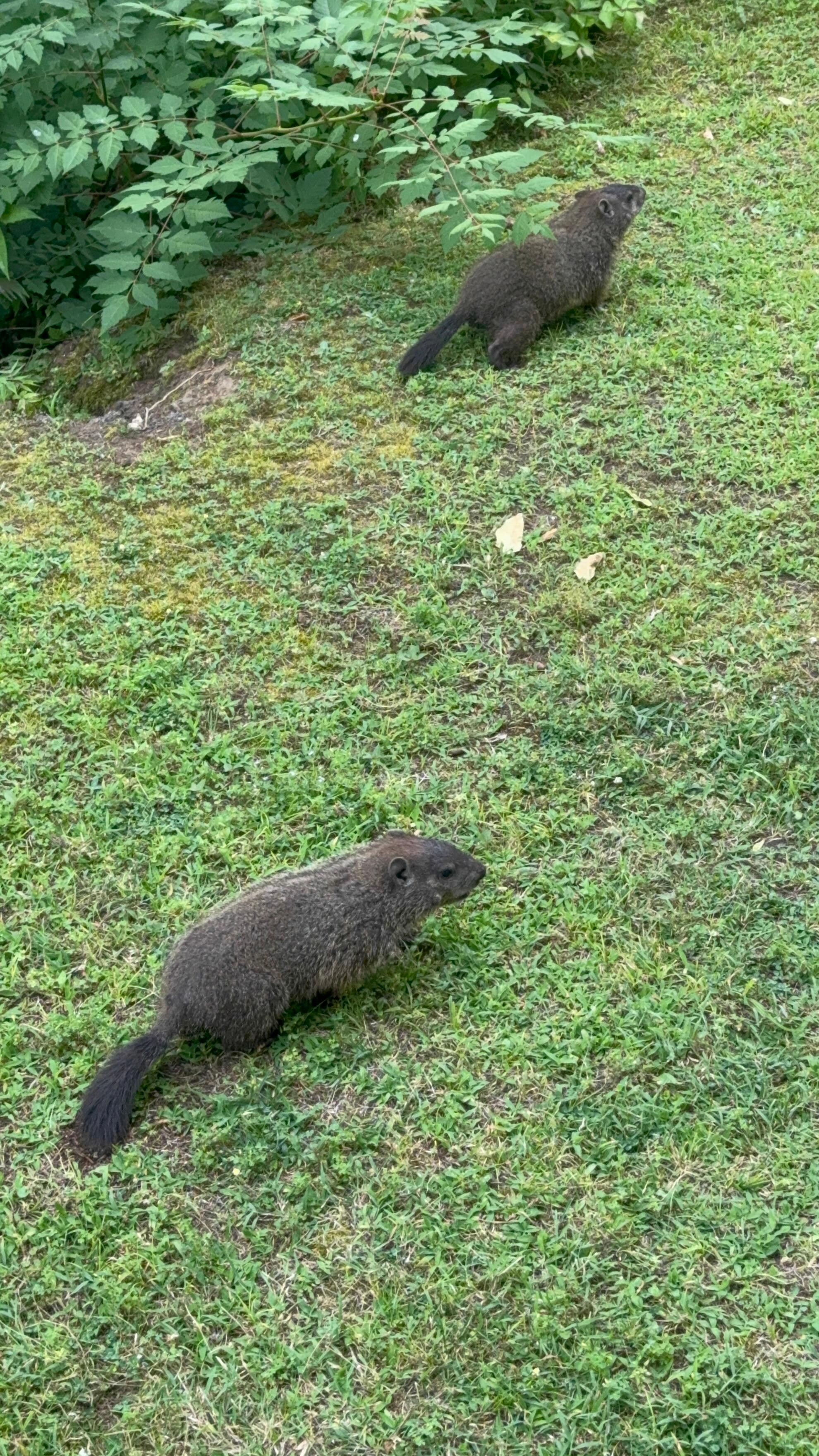Both Otters have a home in the bank and were so cute to watch play! 