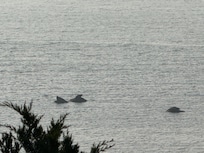 Photo taken from beach, seals!