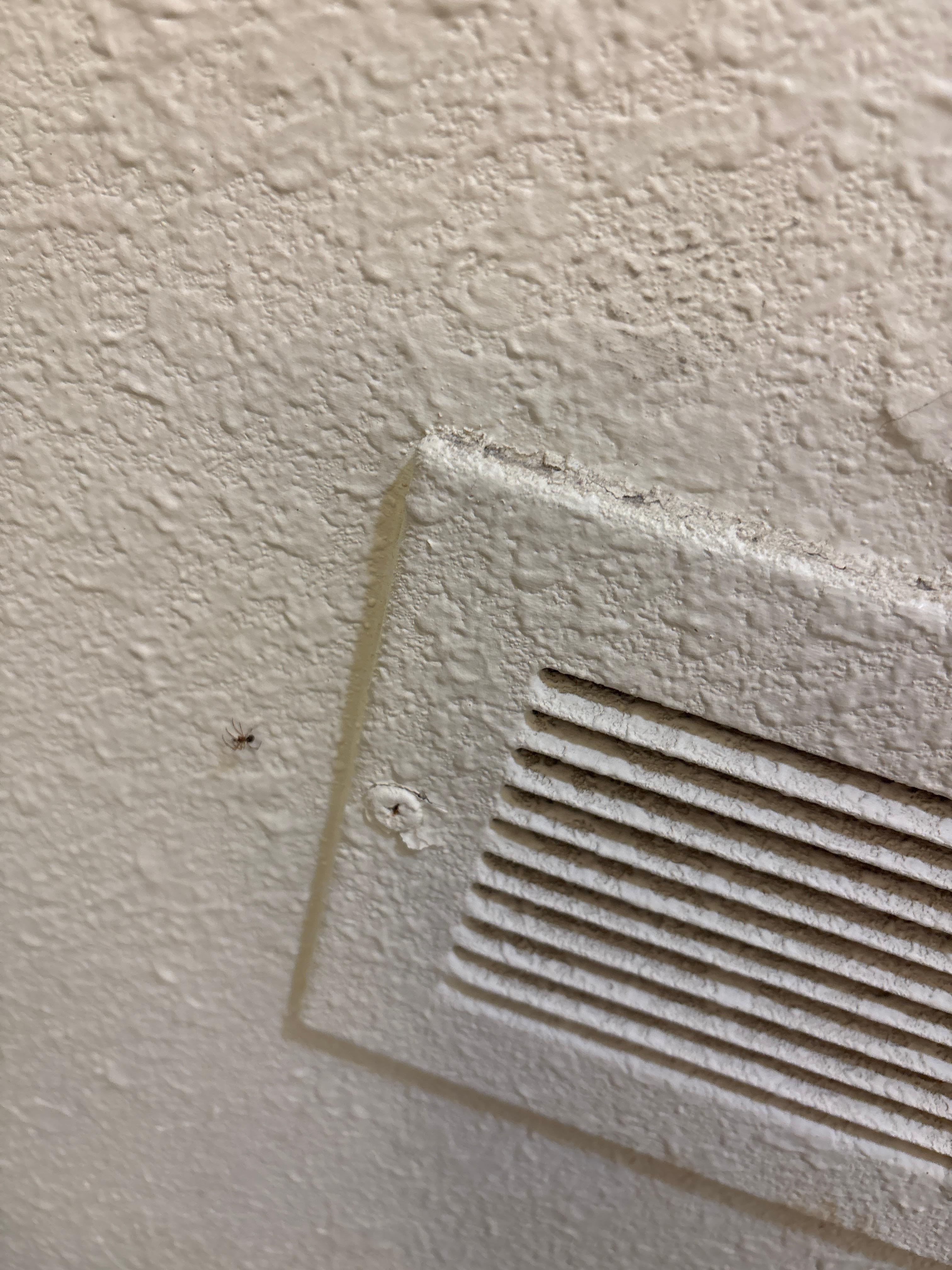 Lots of spiders