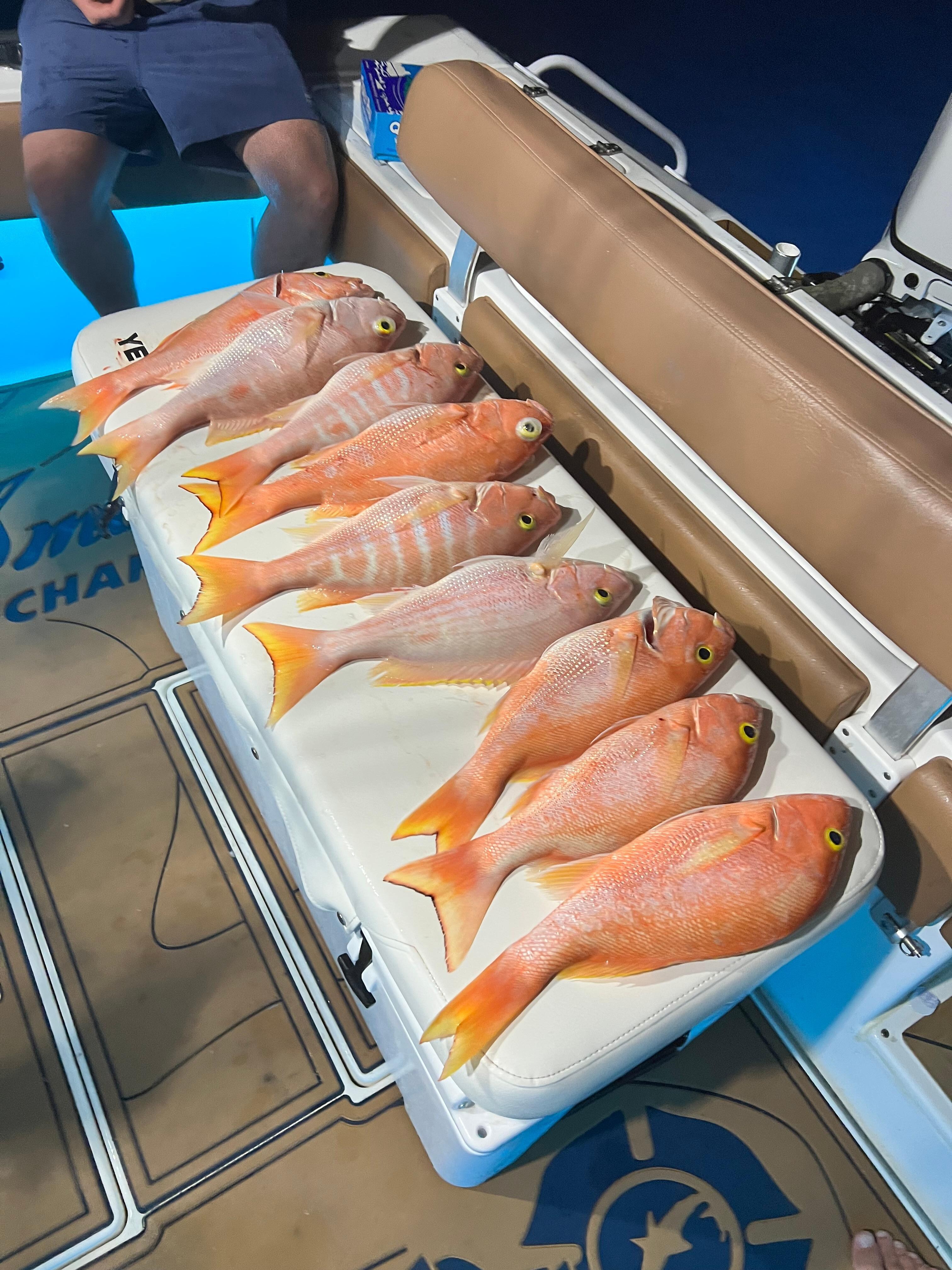 Yellow Eye Snapper