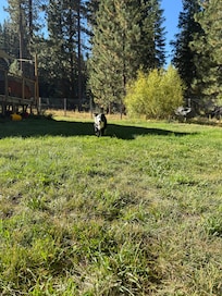 Playing fetch with our dog in the fully
Fenced yard