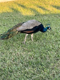 Peacocks down the street