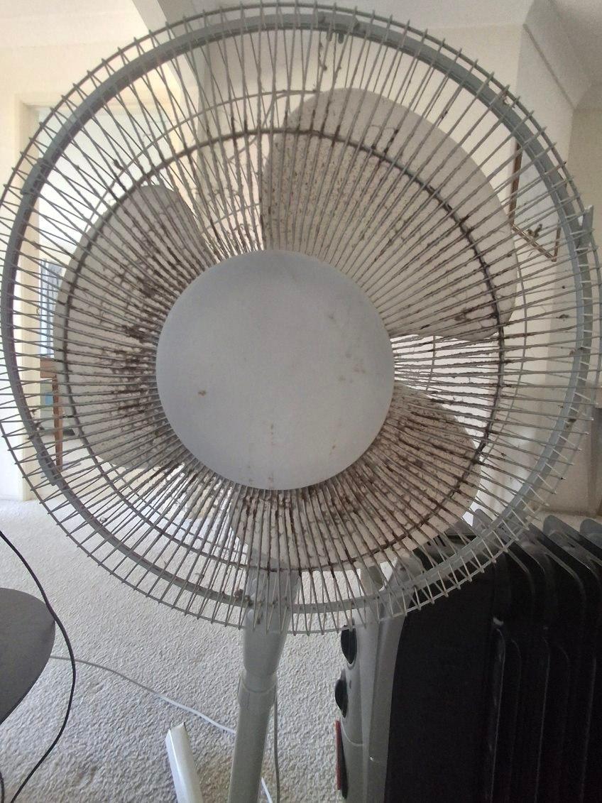 Fan 