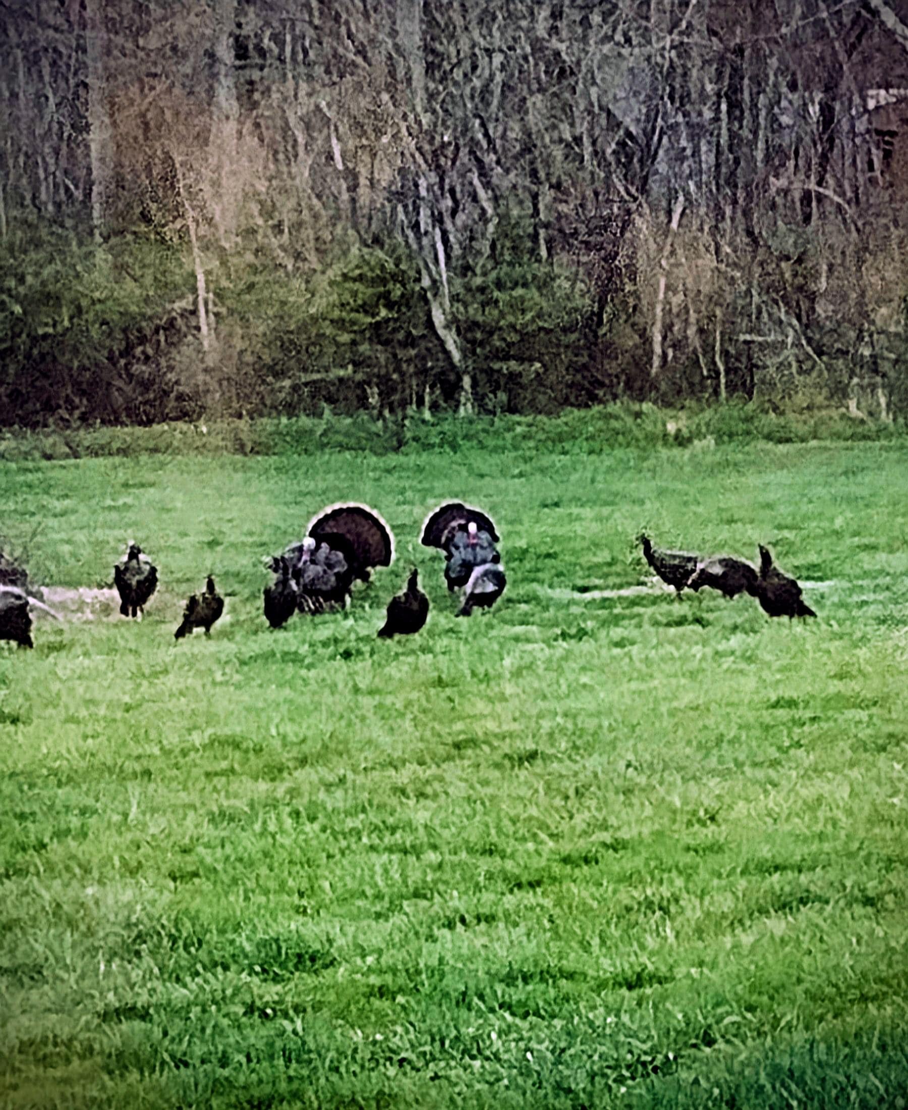 The wild turkeys in the backyard.