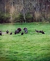 The wild turkeys in the backyard.