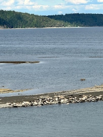 Seals came for multiple visits