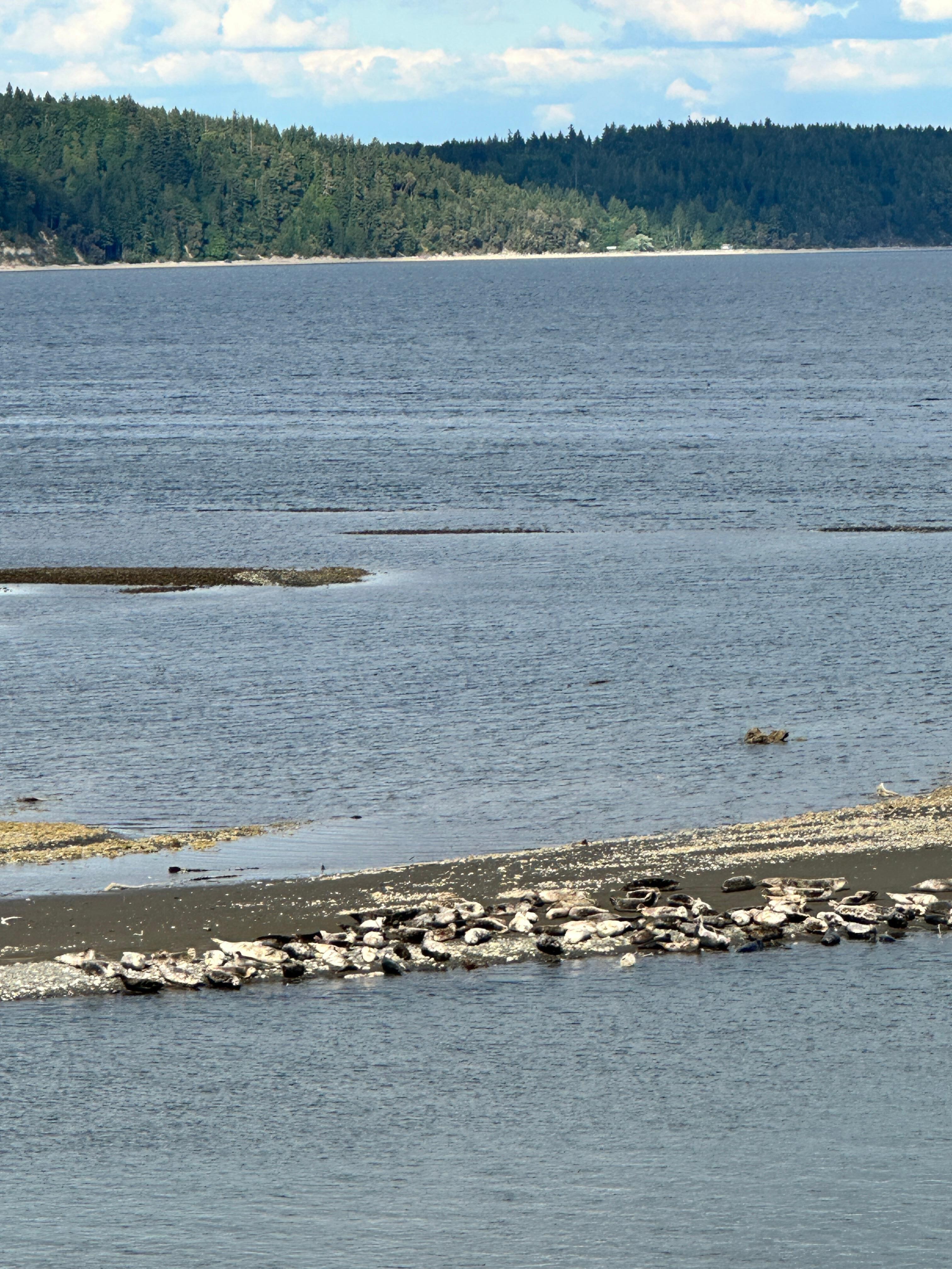 Seals came for multiple visits