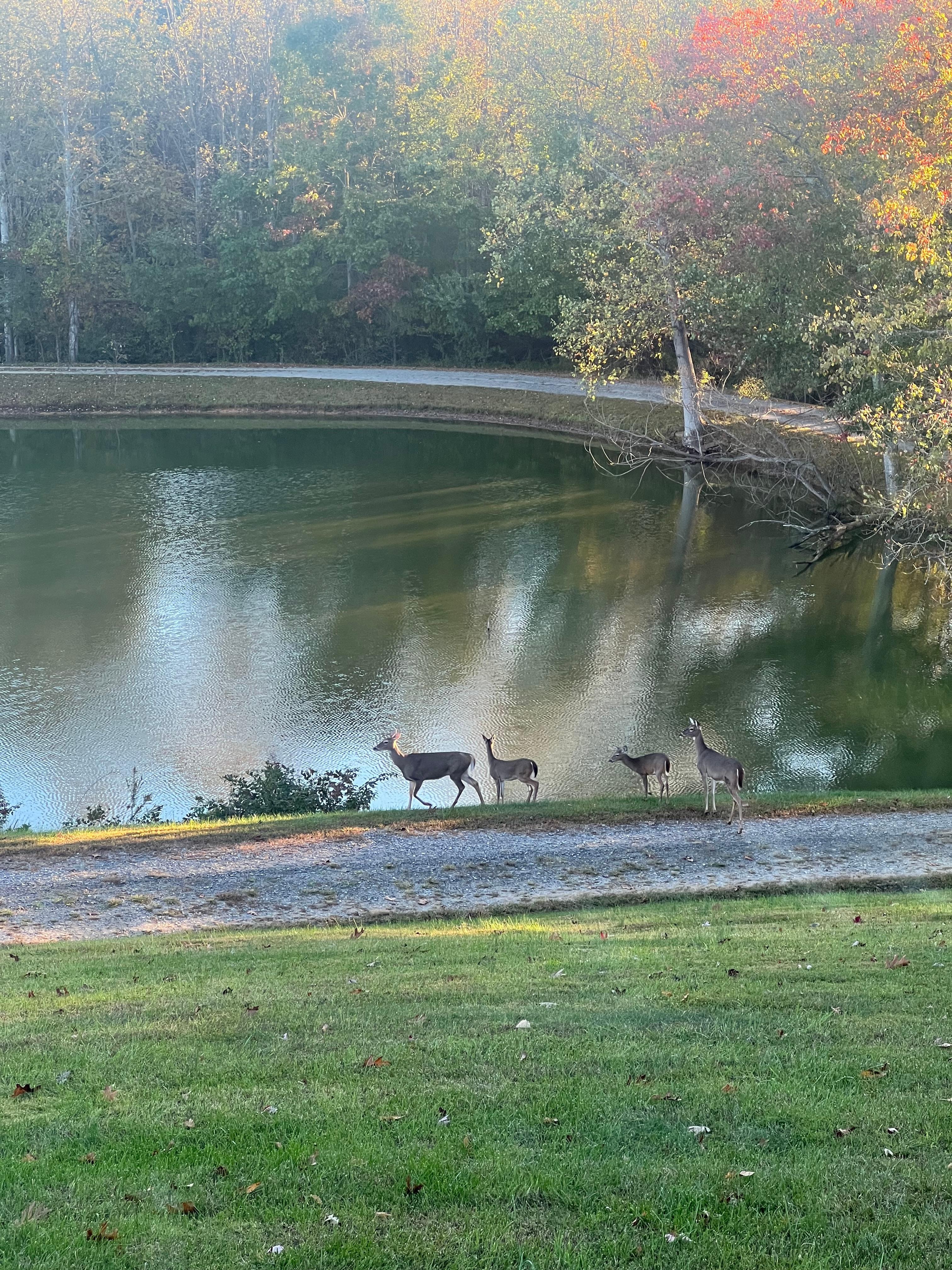 The deer visited most mornings