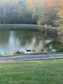 The deer visited most mornings