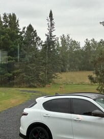 A few of MANY deer we saw during our stay