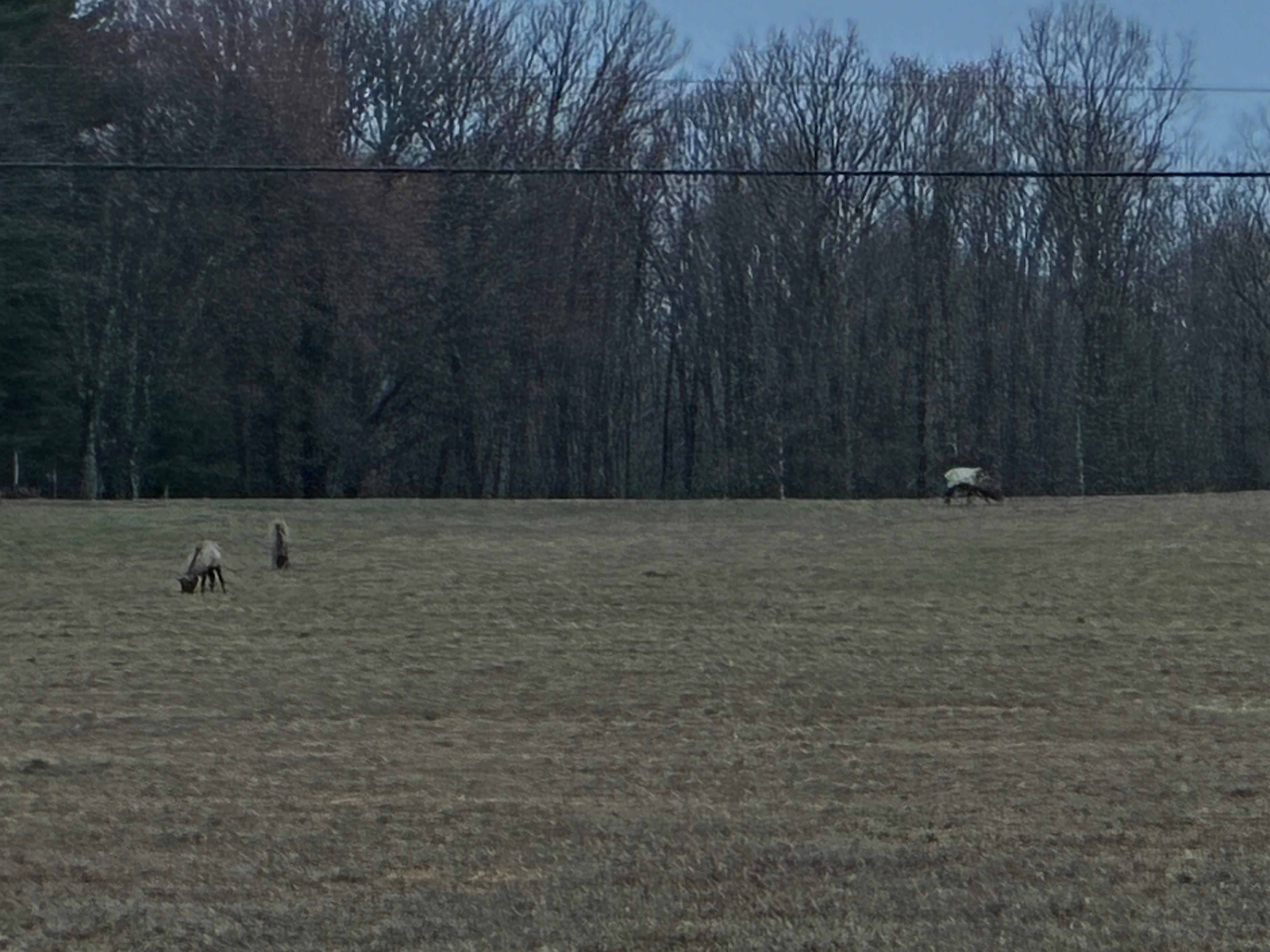 Saw elk in the field just a short walk up the road on two different evenings. 