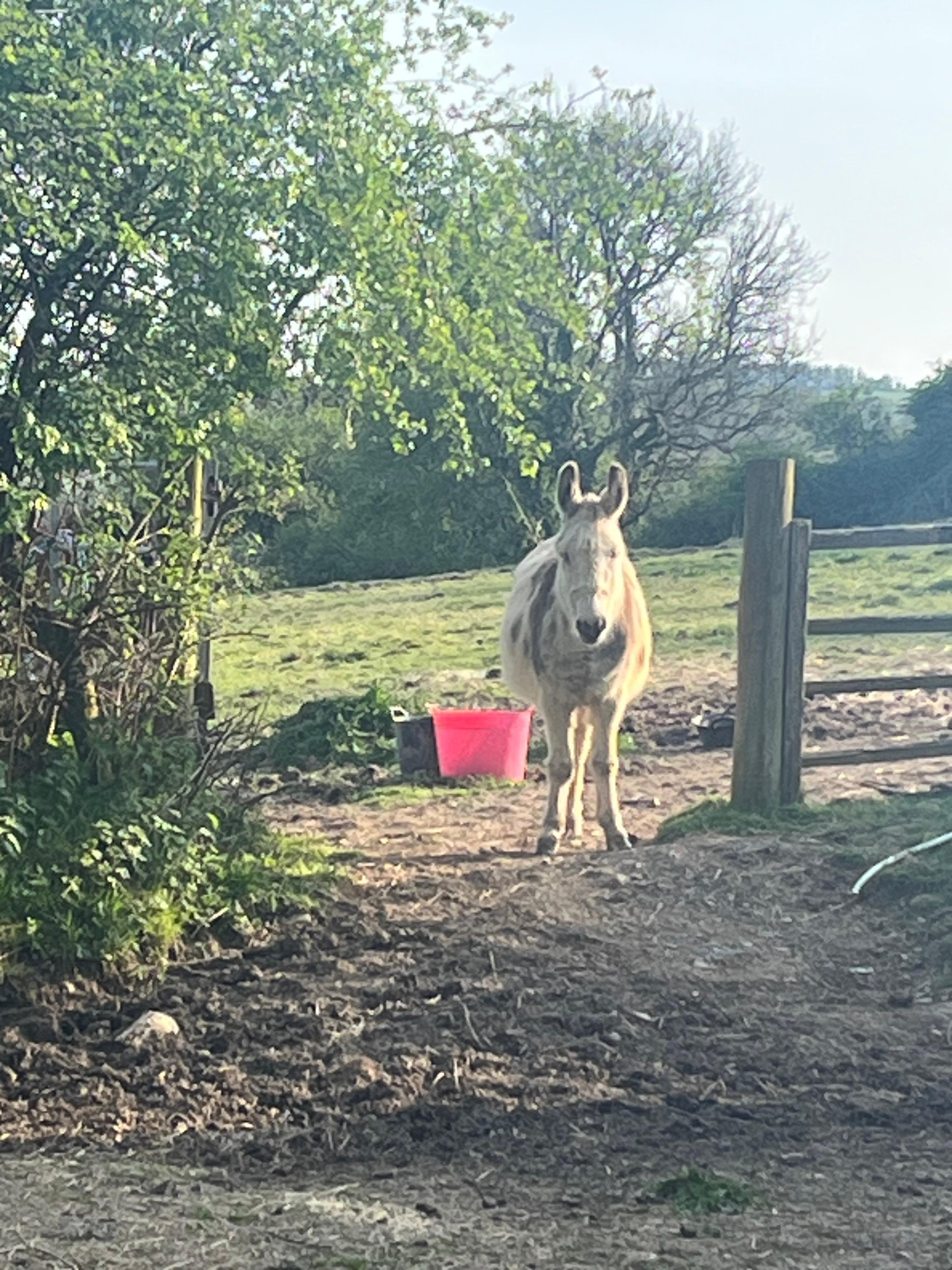 Donkeys