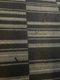 Snagged carpet in room