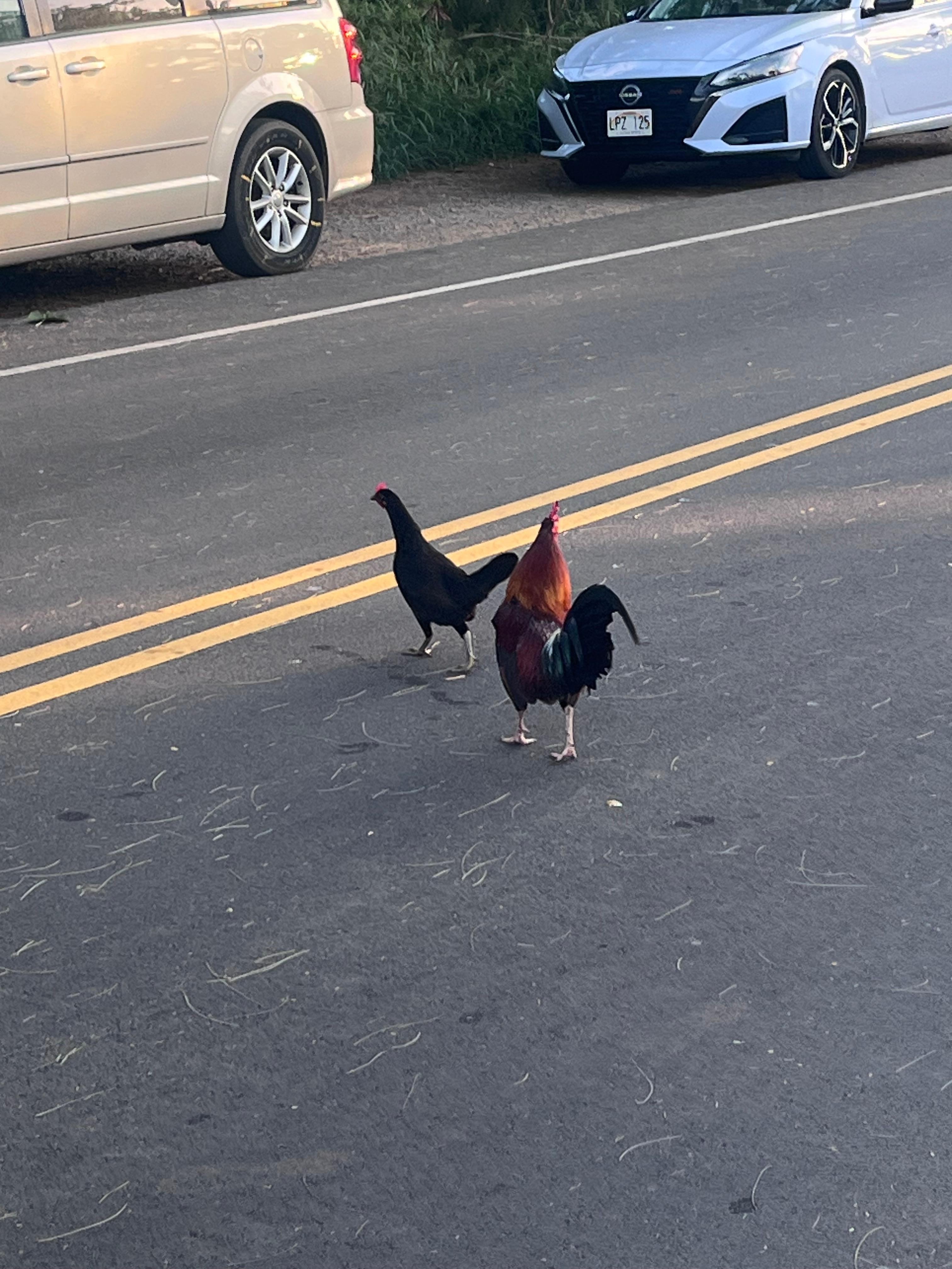One of the many roosters you’ll see walking down the street. 