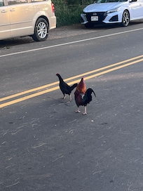 One of the many roosters you’ll see walking down the street.