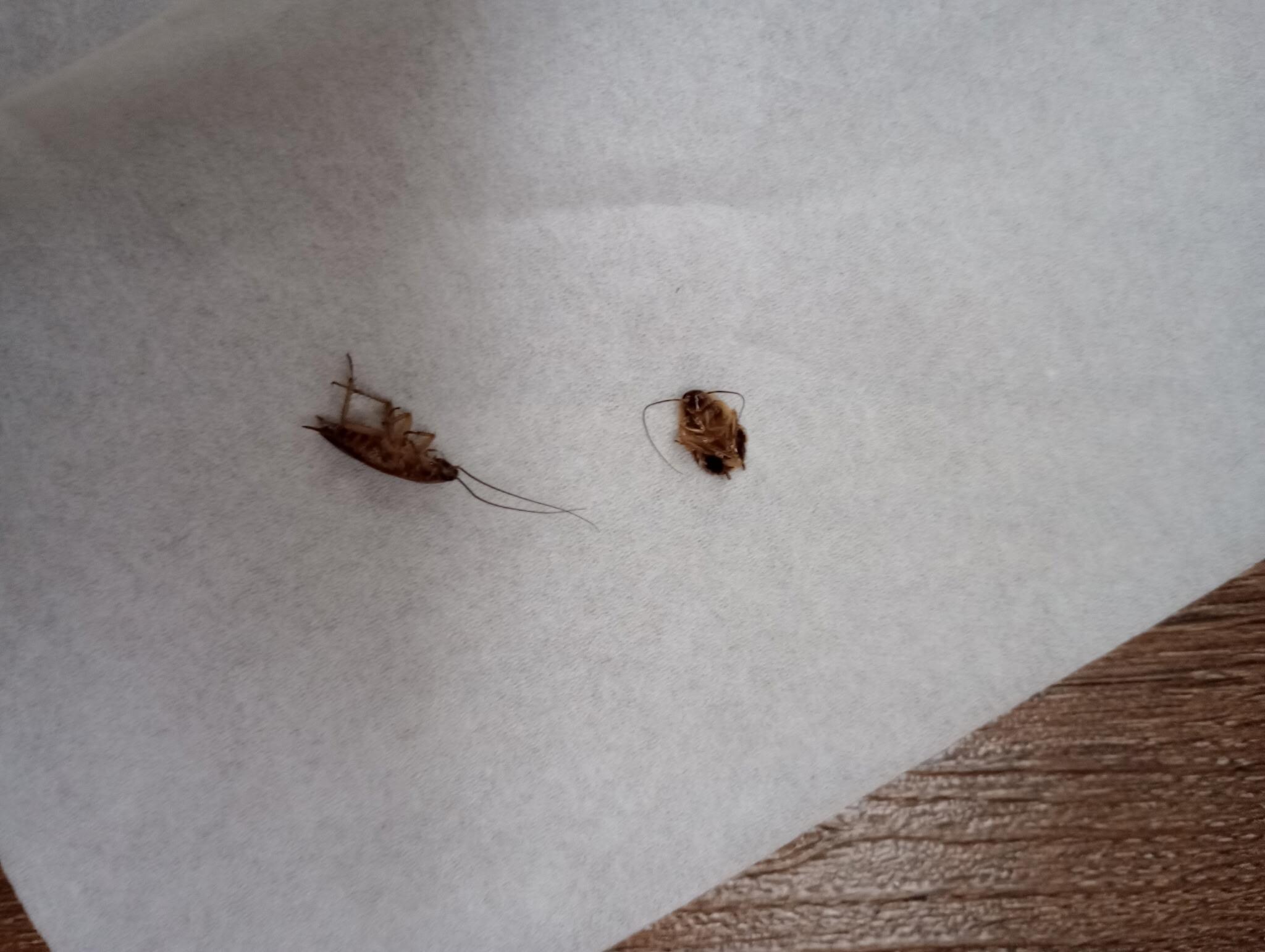 Cock roaches