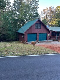 Deer