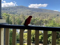 King parrot came to visit