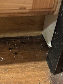 Rat feces. We also found rat feces scattered on the carpet.