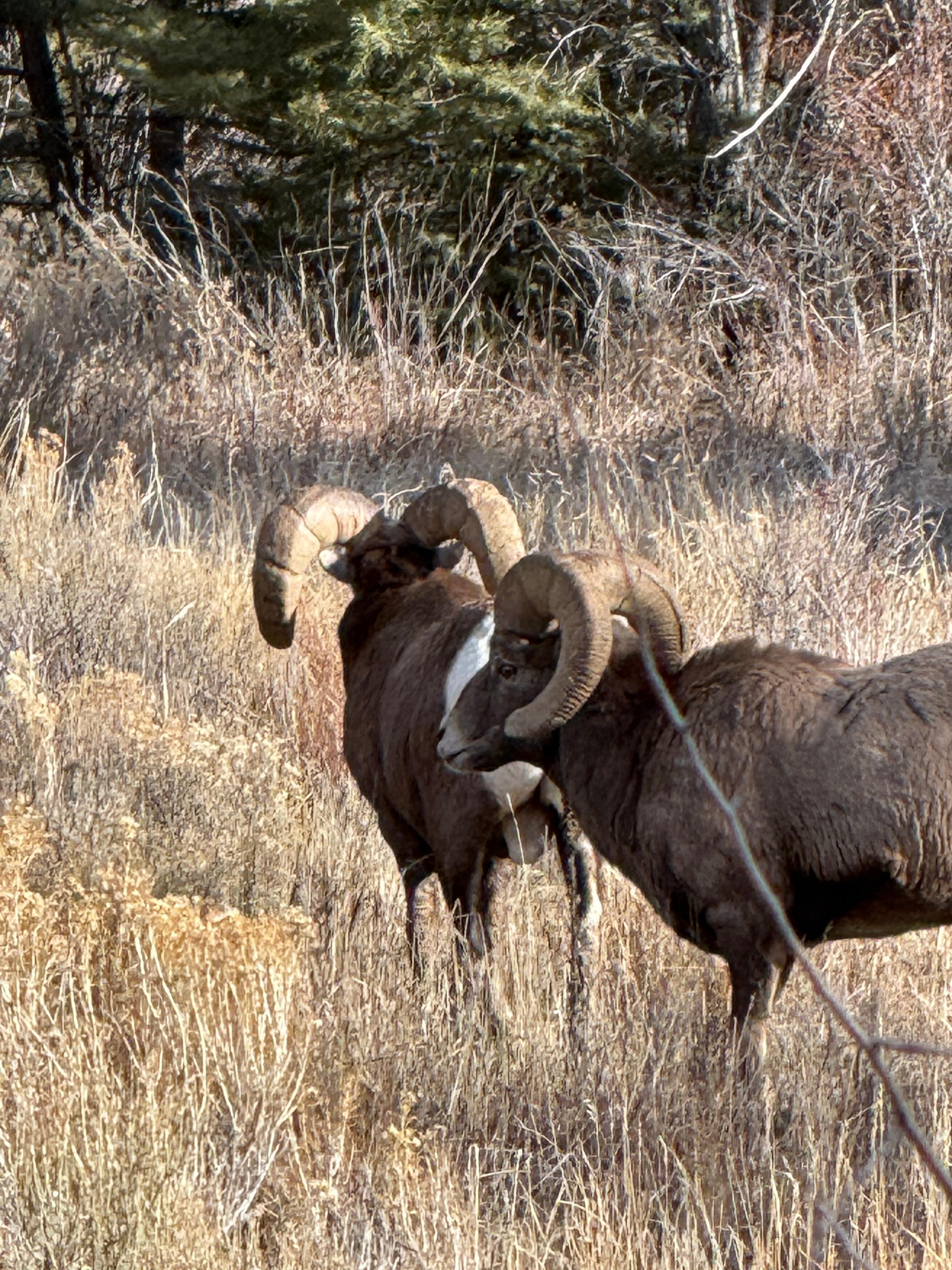 Saw these guys on our way to Red River. 