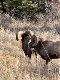 Saw these guys on our way to Red River.
