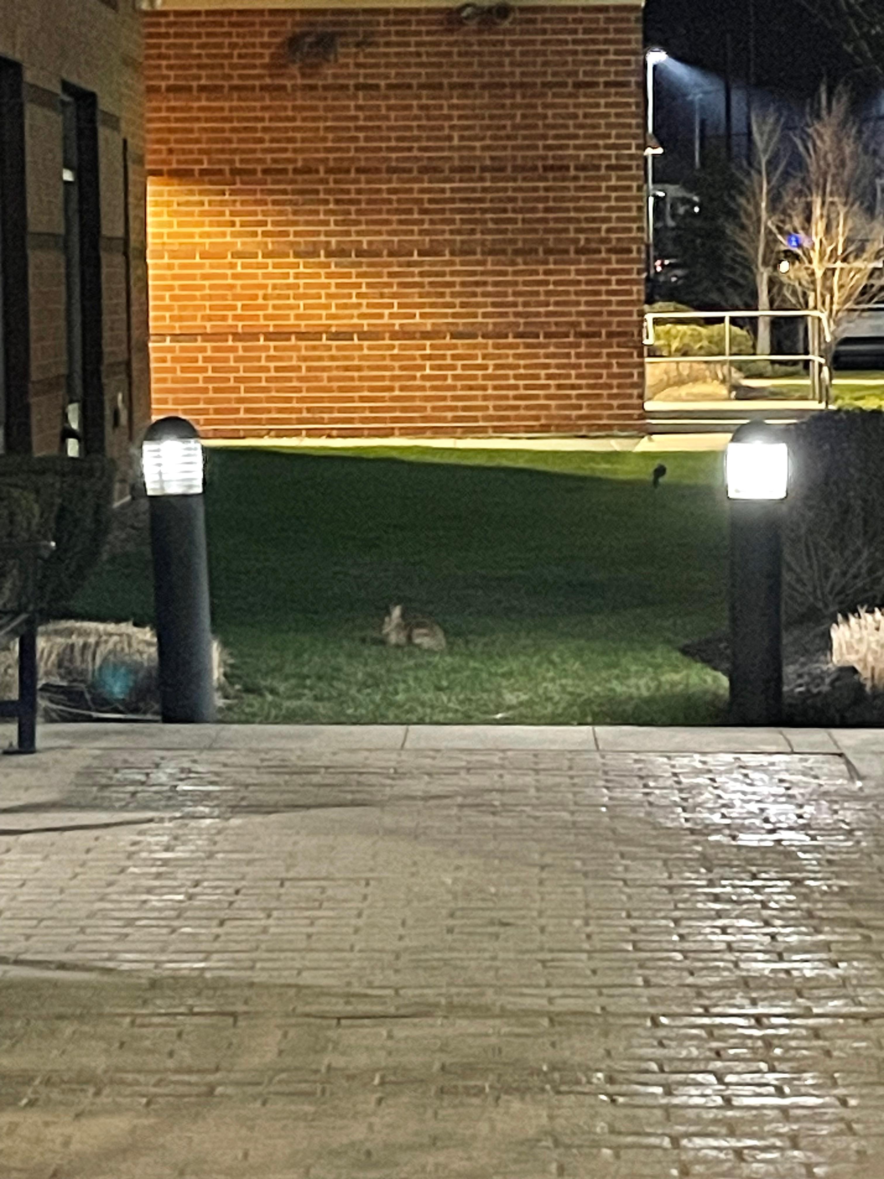Rabbit in the back of the hotel.
