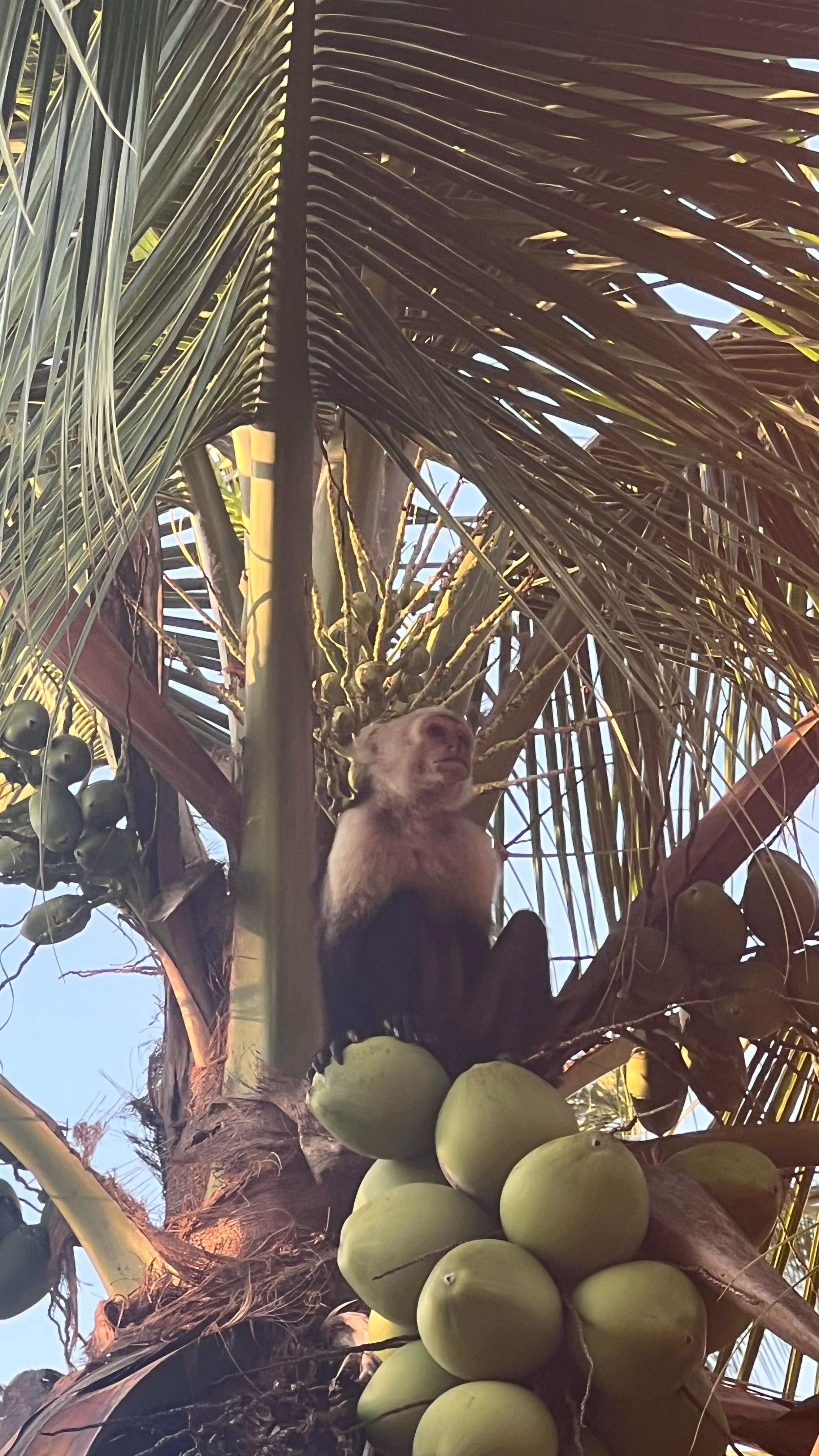 Daily visit to the coco palm on property