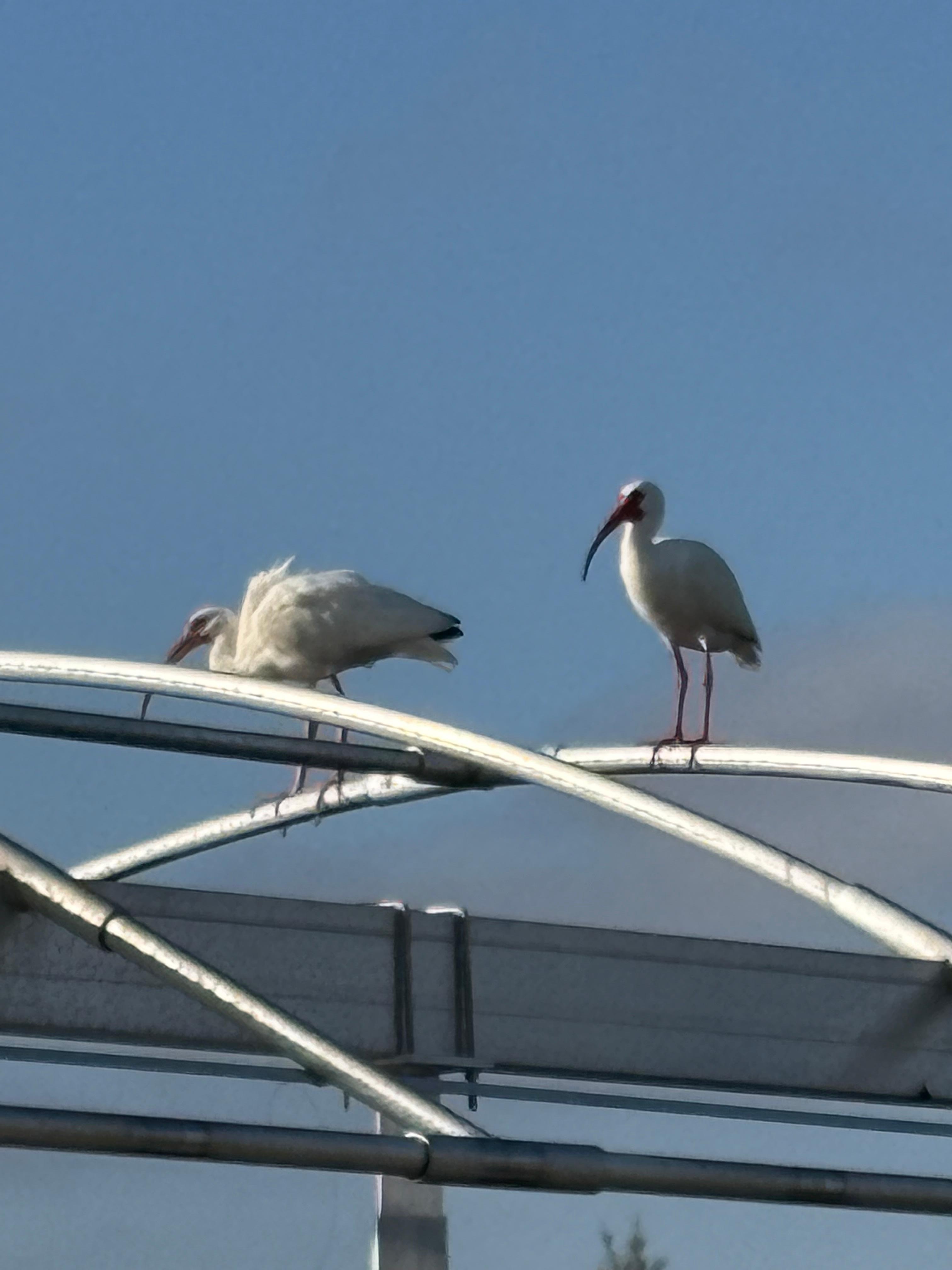 Ibis