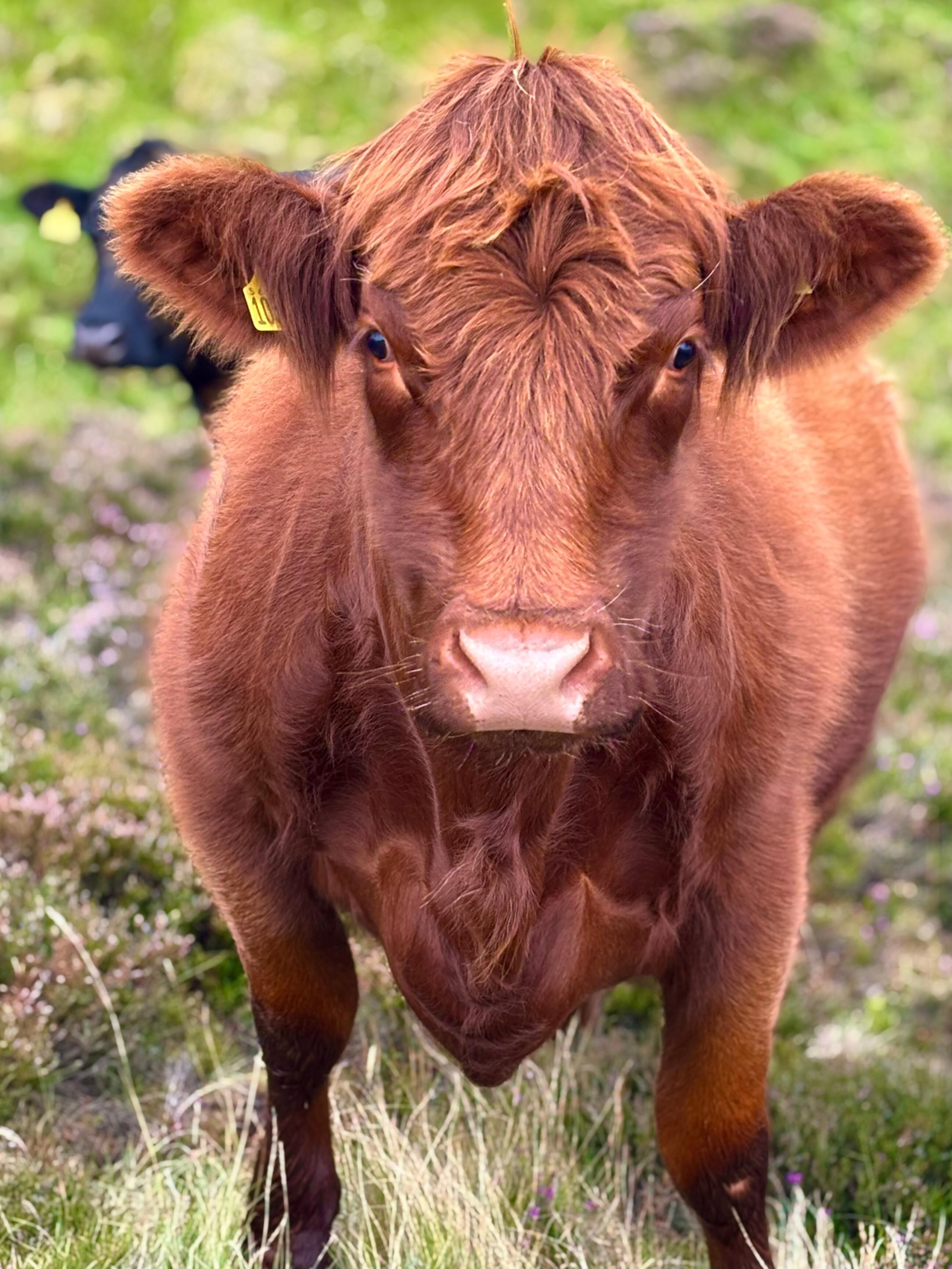 Highland cow in Pentland Hills