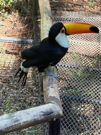 Visite du Parque das Aves