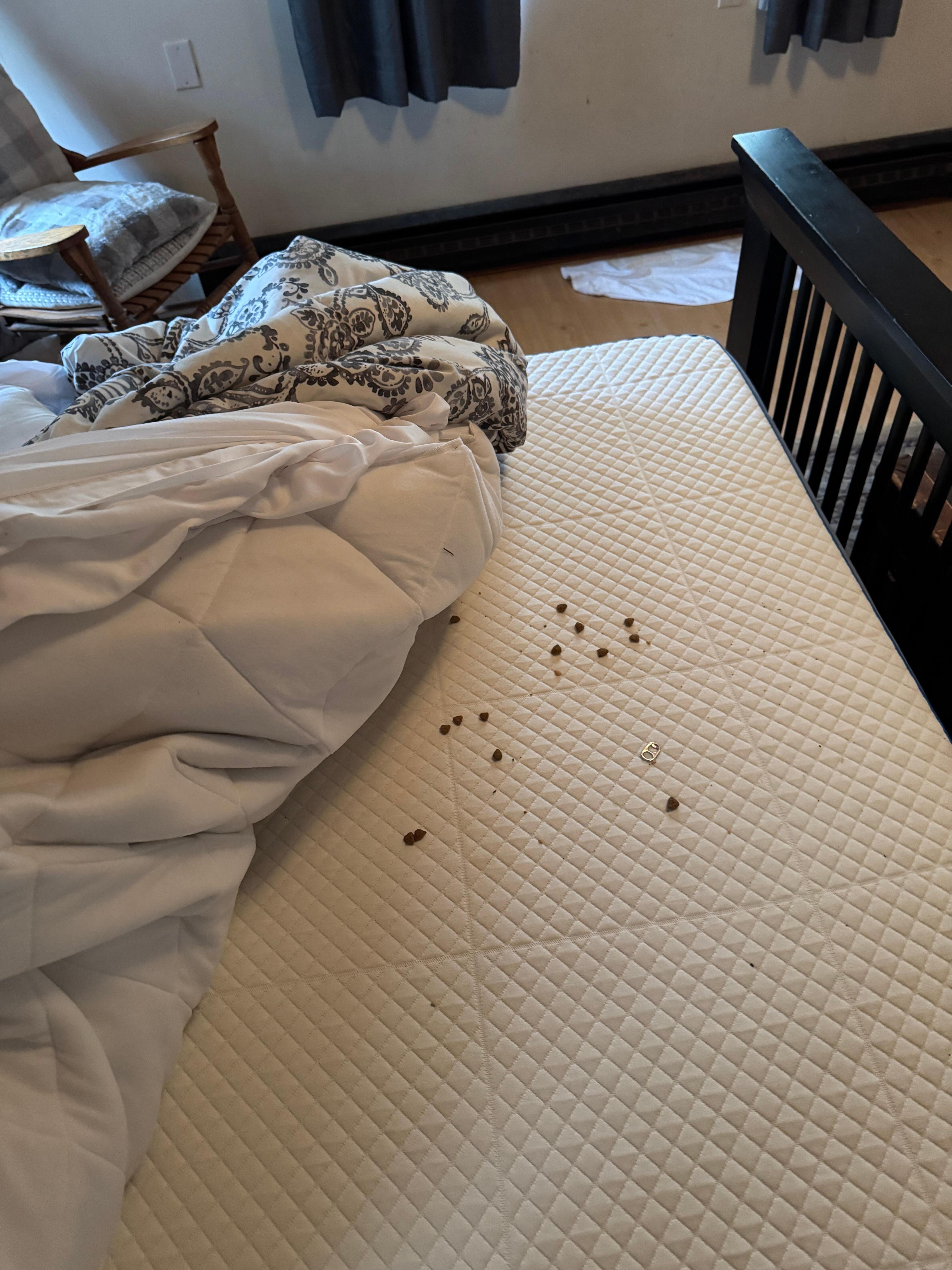 Mouse nest