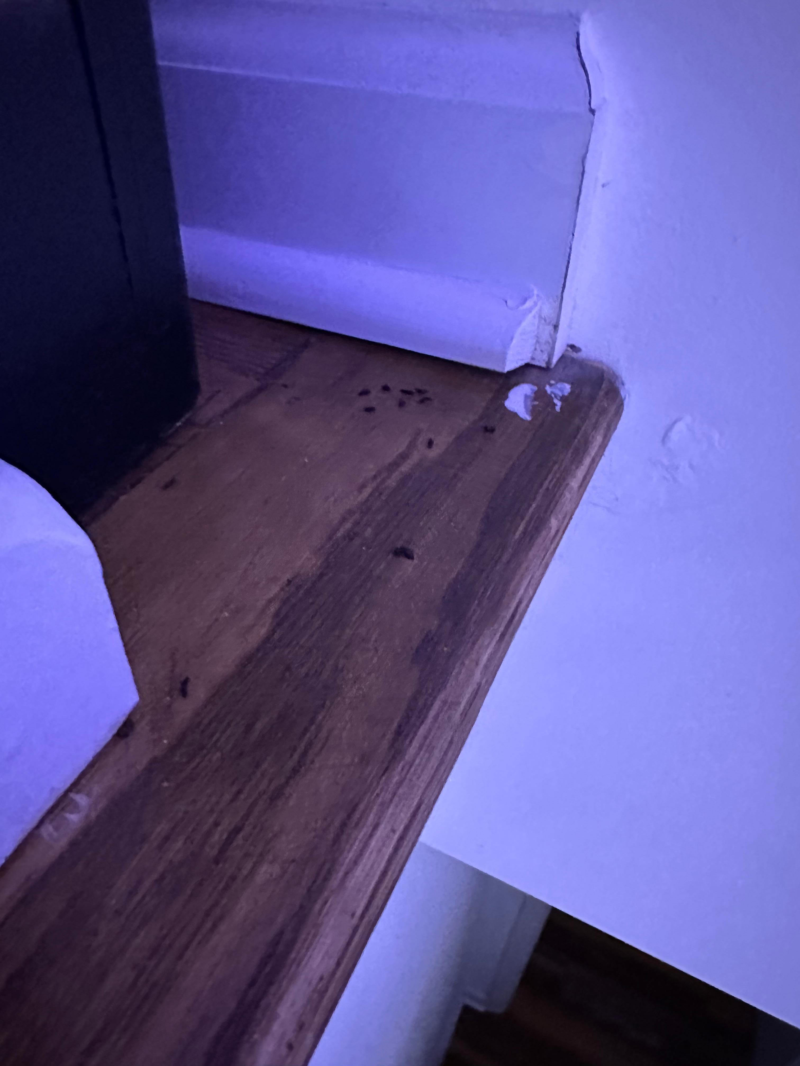 Mouse droppings