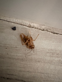 Dead roach