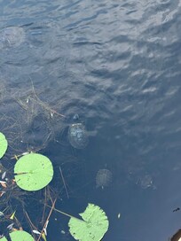 Cute turtles!