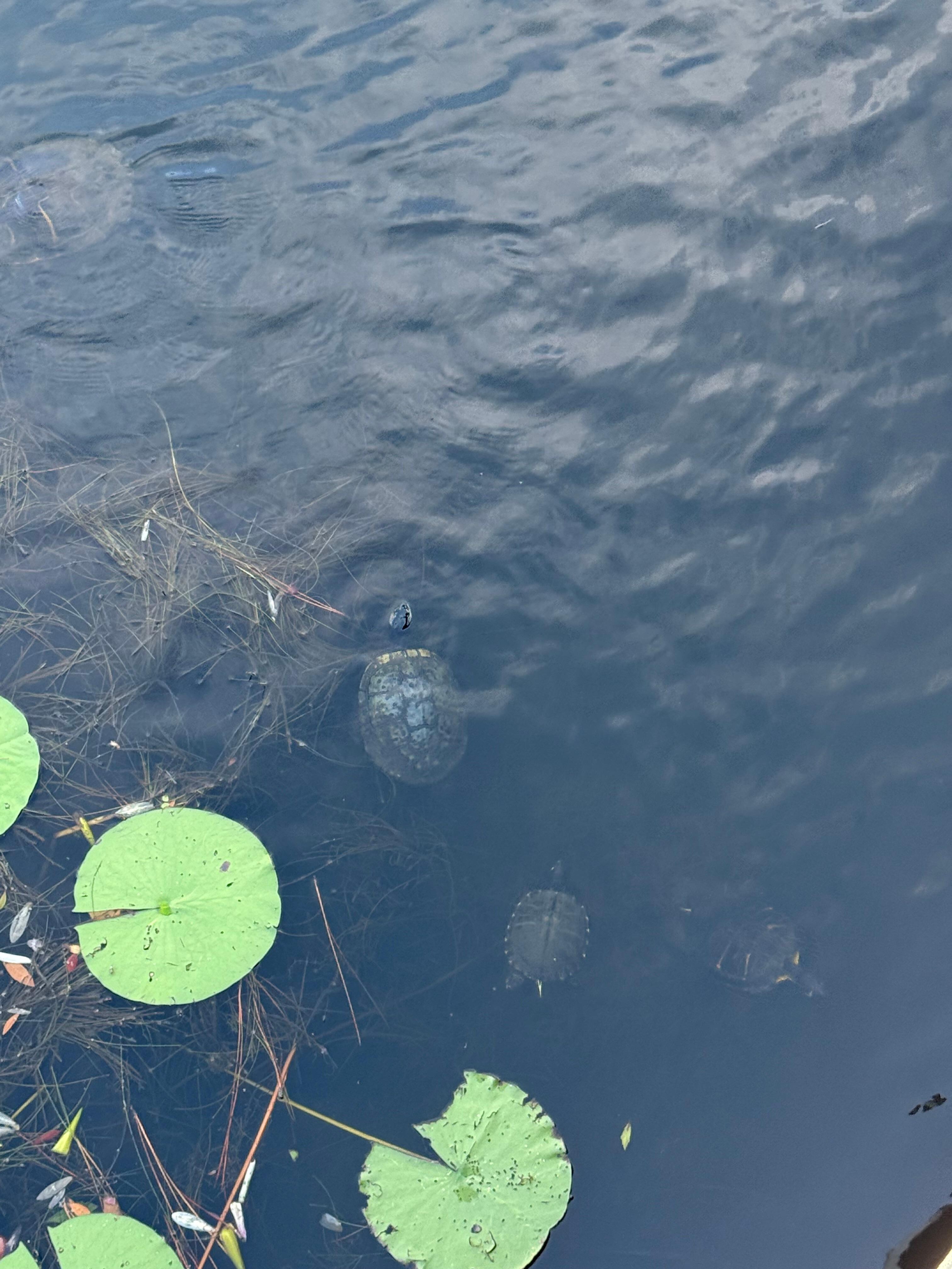 Cute turtles! 