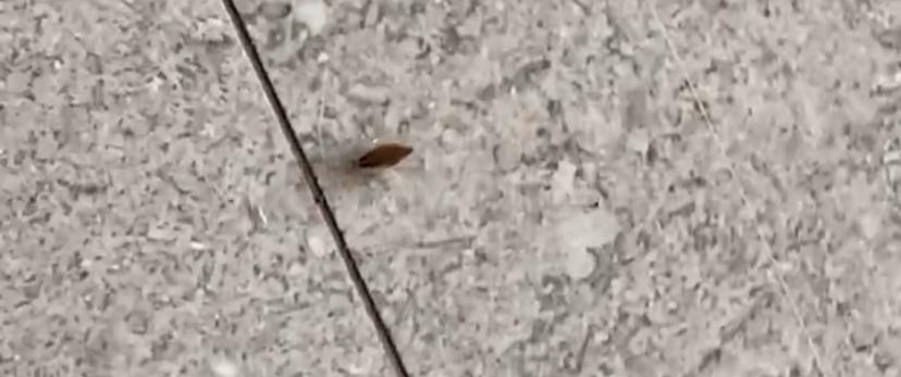 Cockroach running through the hotel lobby