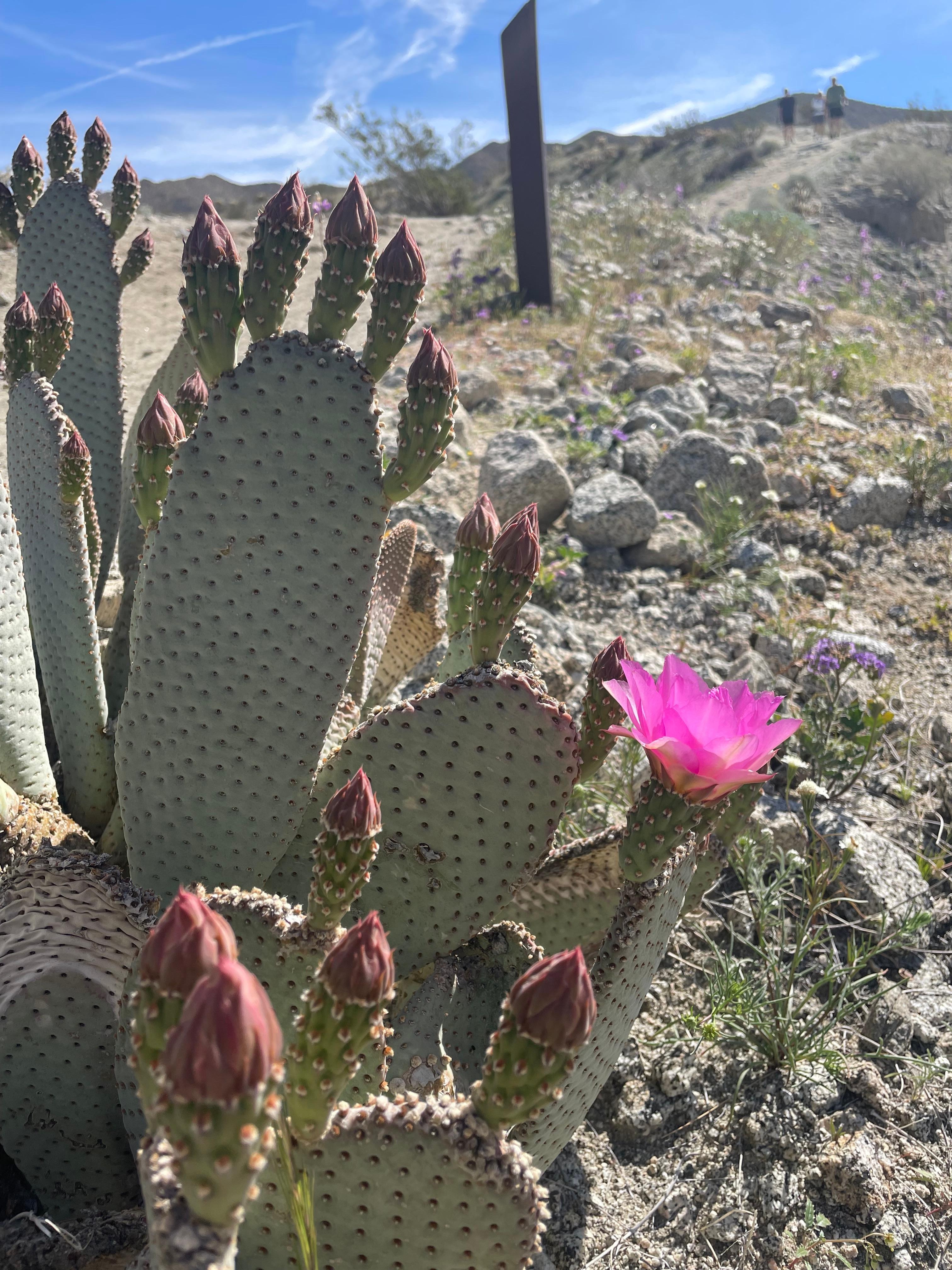 Perfect Perch to see the desert in bloom