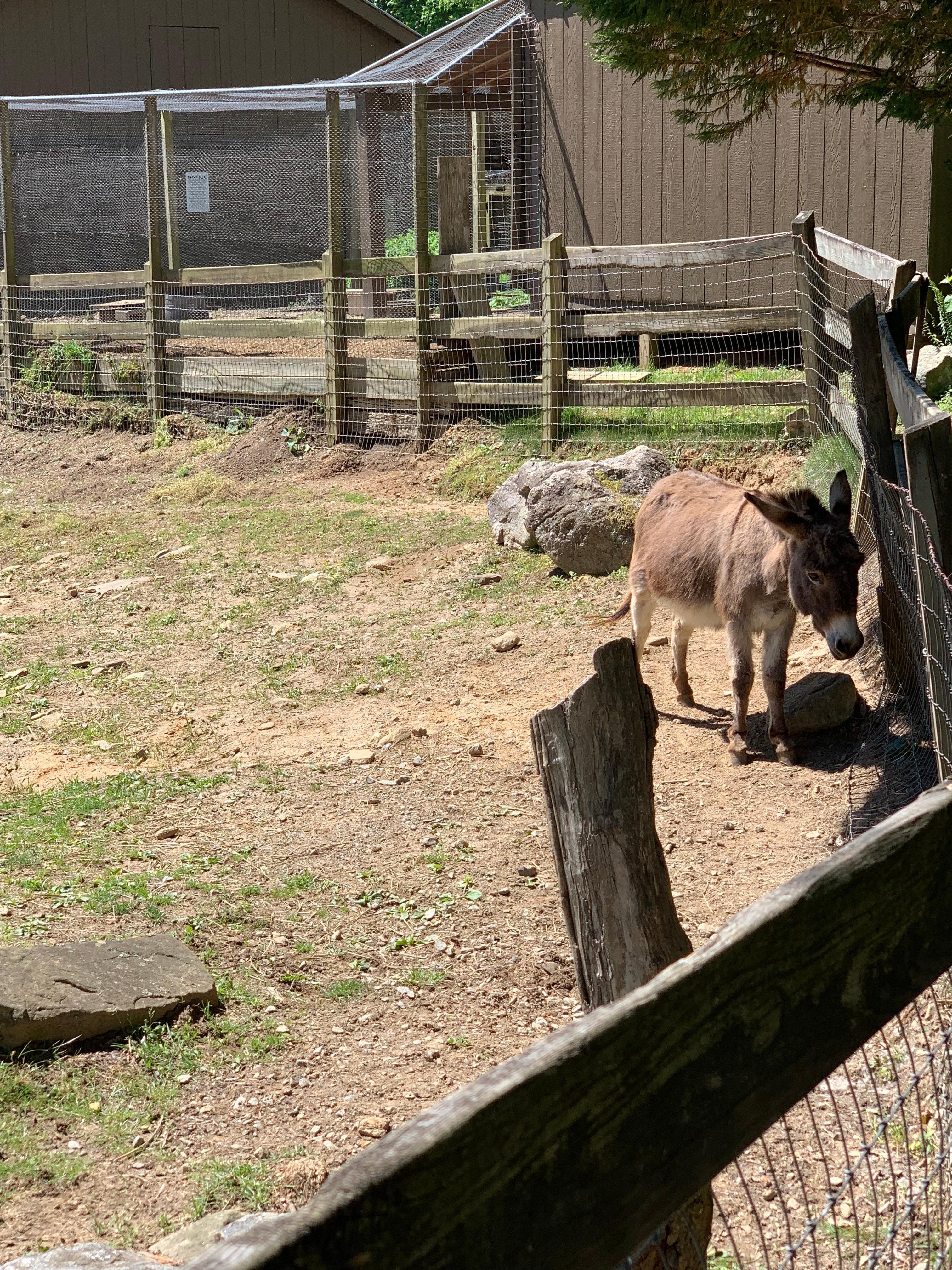 Mini donkey