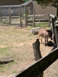 Mini donkey