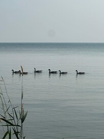 Lots of wildlife!