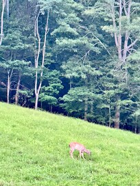 Hill behind the house.